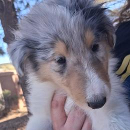 Jasper - Blue merle and white male Collie puppy in New Mexico from Red Canyon