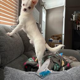 Pablo - Cream and white male Chihuahua puppy in Charlevoix, Michigan from Steadfast Chihuahua’s