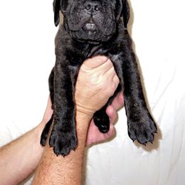 Cane Corso Puppies from Rock Creek Cane Corso