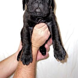 Cane Corso Puppies from Rock Creek Cane Corso