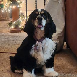 Lottie - Cocker Spaniel