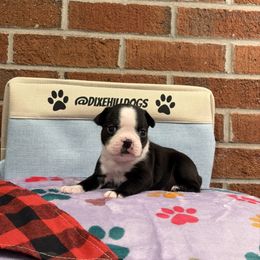Girl 5 - Black and white female Boston Terrier puppy in Conyers, Georgia from Dixe Hill Dogs