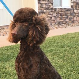 Poodles and Schnoodles from The Cutest Schnoodles and Poodles