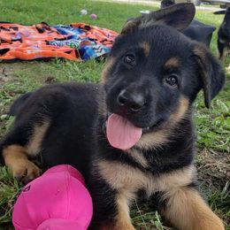 German Shepherd Puppies from Von Hartwin Kennels