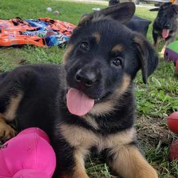 German Shepherd Puppies from Von Hartwin Kennels