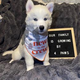 Sneezy (Dark Pink Collar) - White female Siberian Husky puppy in Lagro, Indiana from Siberian Huskies-Beckham the Great