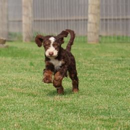 Nougat - Tri-color male Bernedoodle puppy in Honey Brook, Pennsylvania from Green Ridge Puppies