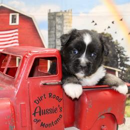 Black Tri - Black tri male Miniature Australian Shepherd puppy in Ronan, Montana from Dirt Road Aussie’s of Montana