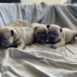 French Bulldogs from Dussé Frenchie