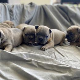 French Bulldogs from Dussé Frenchie
