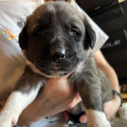 Gomez - Fawn male Anatolian Shepherd Dog puppy in Williamsburg, Kentucky from Three Little Birds Farm