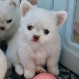 Coconut 4550 - White male Chihuahua puppy in Beaumont, Texas from Down south pups