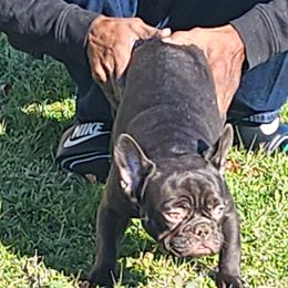 French Bulldog and Yorkshire Terrier Puppies from Tight Pocket House Frenchies & Yorkies