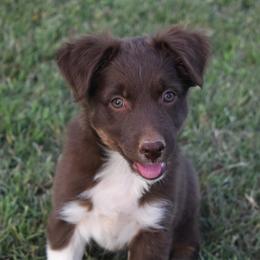 SOLSTICE - Red female Australian Shepherd puppy in San Tan Valley, Arizona from Mott Ranch - Blazin' Sun Aussies