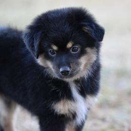 Bode - Black tri male Miniature Australian Shepherd puppy in Wichita Falls, Texas from Shooting Stars Ranch Toy and Mini Aussies