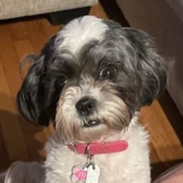 Shihpoos from Mystic Moon Shih-Poos