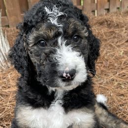 Ace - Tri-color Bernedoodle puppy in Brighton, Tennessee from Beaver Creek Bernedoodles