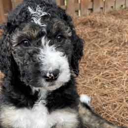 Ace - Tri-color Bernedoodle puppy in Brighton, Tennessee from Beaver Creek Bernedoodles