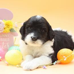Cafe - Black and white female Bernedoodle puppy in Scottsville, Kentucky from Barren River Bernedoodles and Poodles