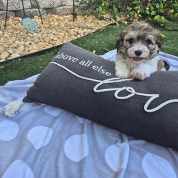 Virginia - Red sable female Havanese puppy in Four Corners, Florida from Charlie’s Havanese Angels
