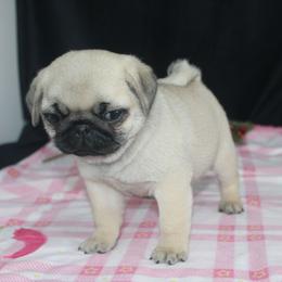 Destiny - Fawn female Pug puppy in Tuscola, Illinois from Dream on puppies