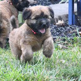 Australian Shepherd and Soft Coated Wheaten Terrier Puppies from BellSharps Australian Shepherds