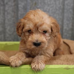 Kit - Cream male Whoodle puppy in West Bend, Iowa from Blue Skies Terriers