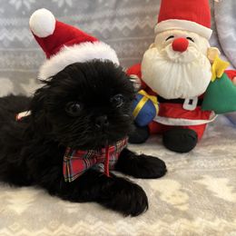 Jet - Black male Shih Tzu puppy in Claremont, California from Lovable Shih Tzus