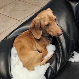 Moose - Dachshund