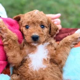 Stella - Red female Cavapoo puppy in Tolono, Illinois from The Golden Rule Doodles and Poos