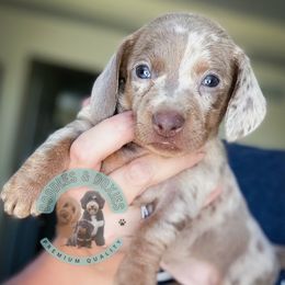 Astrid - Fawn (isabella) and tan female Dachshund puppy in Marion, Ohio from Doodles & Doxies
