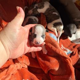 Sara - White and blue fawn female Whippet puppy in Canton, Georgia from Ahava Kennels