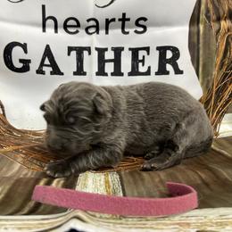 Girl 2 - Blue female German Shepherd puppy in Pelham, North Carolina from P & P Shepherds