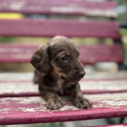 Dachshund Puppies from Jennifer Chadwell