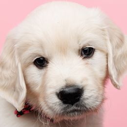 Amore - Light golden Golden Retriever puppy in Heber City, Utah from Wasatch Back Companions