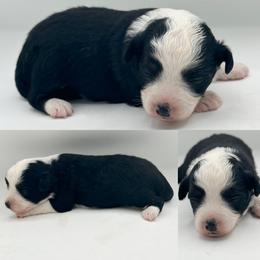 Black tri male - Black tri male Toy Australian Shepherd puppy in Brooker, Florida from Honey, I Shrunk the Aussies
