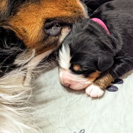 Bernedoodle and Bernese Mountain Dog Puppies from Rafter 58 Bernese Mountains and Bernedoodles