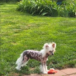 Felix - White and chocolate male Chinese Crested puppy in Amarillo, Texas from Victoria's Chinese Cresteds Long Star Angels