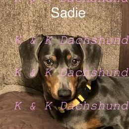 Sadie - Dachshund