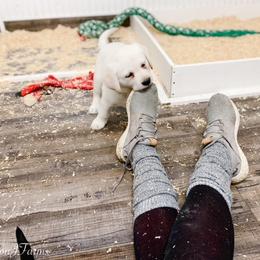 Dilute Retriever and Labrador Retriever Puppies from Landon J Farms Labrador Retrievers