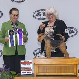 Australian Shepherds and Lakeland Terriers from Susan Harris