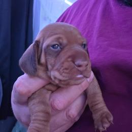 Girl 1 - Red female Dachshund puppy in Atwater, California from Daisy Doxies