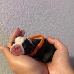 Orange - Black and white female Boston Terrier puppy in Hialeah, Florida from K&N Boston Paws