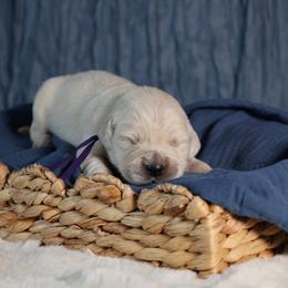 Juneau - Light golden female Golden Retriever puppy in Payette, Idaho from Stonewick Retrievers