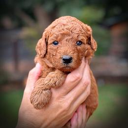 Yellow Collar Girl - Red  female Poodle puppy in Modesto, California from Dry Creek Poodles