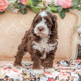 Rembrandt - Chocolate Australian Labradoodle puppy in Statesville, North Carolina from Rose Cottage Labradoodles