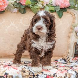 Rembrandt - Chocolate Australian Labradoodle puppy in Statesville, North Carolina from Rose Cottage Labradoodles