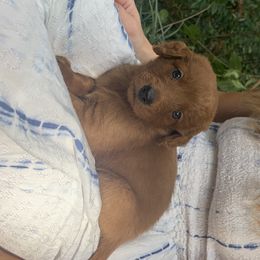 Goldendoodle Puppies from Hush Doodles