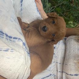Goldendoodle Puppies from Hush Doodles