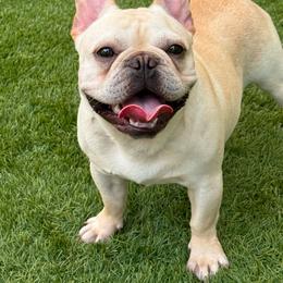 Magnum - French Bulldog